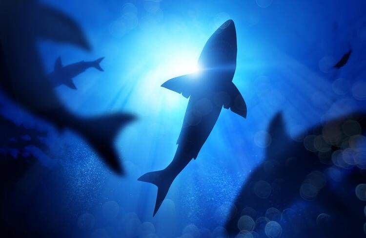 Dünyayı şaşırtan balık! 100 yıldan uzun süredir... 4