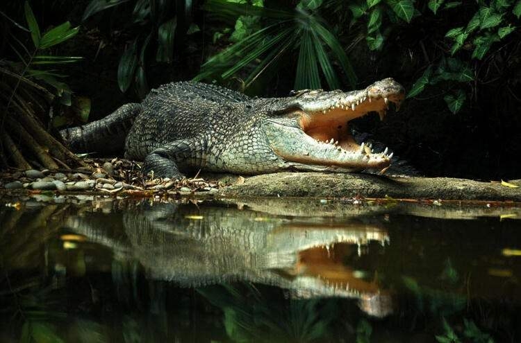 Dünyayı şaşırtan balık! 100 yıldan uzun süredir... 40