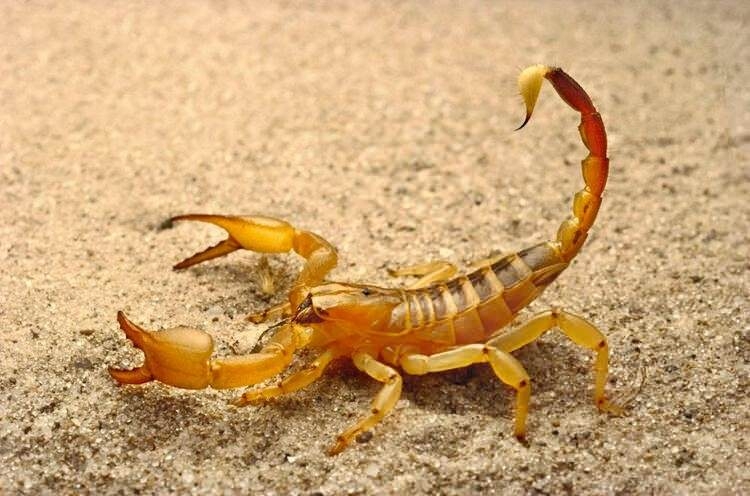 Dünyayı şaşırtan balık! 100 yıldan uzun süredir... 41