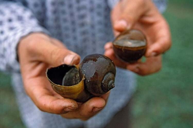 Dünyayı şaşırtan balık! 100 yıldan uzun süredir... 43