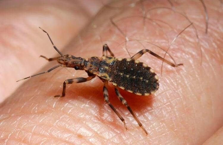 Dünyayı şaşırtan balık! 100 yıldan uzun süredir... 45