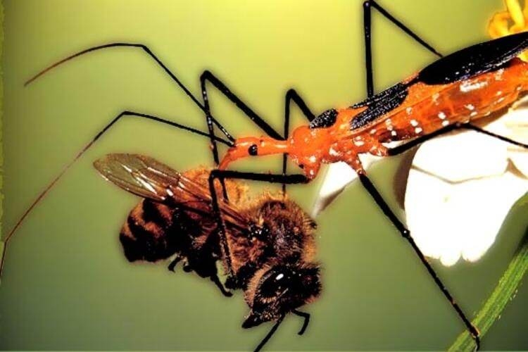 Dünyayı şaşırtan balık! 100 yıldan uzun süredir... 46