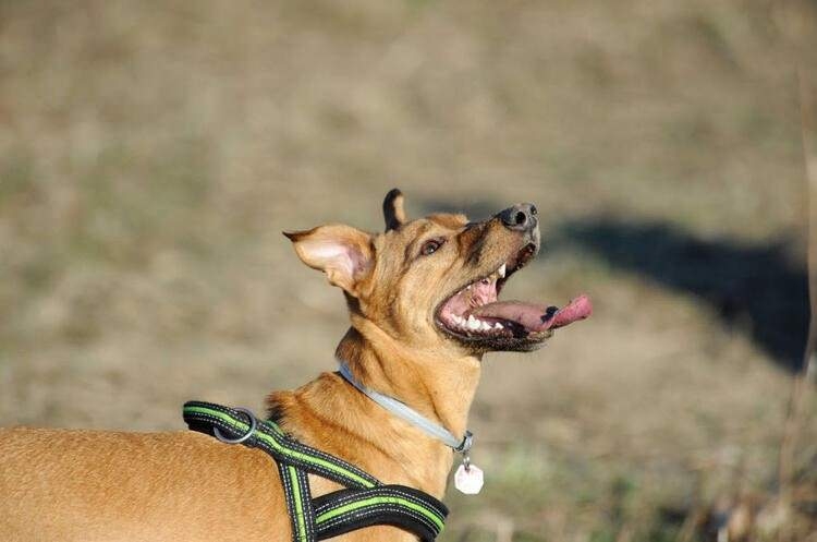 Dünyayı şaşırtan balık! 100 yıldan uzun süredir... 49