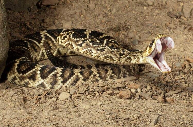 Dünyayı şaşırtan balık! 100 yıldan uzun süredir... 51