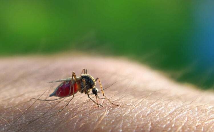 Dünyayı şaşırtan balık! 100 yıldan uzun süredir... 53