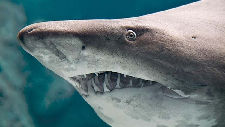 Dünyayı şaşırtan balık! 100 yıldan uzun süredir... 6