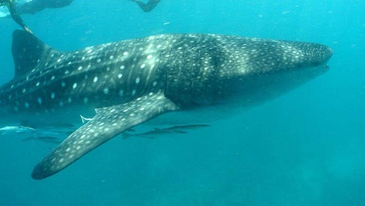 Dünyayı şaşırtan balık! 100 yıldan uzun süredir... 9