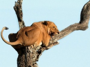 Aslan kral korkudan ağaca tırmandı