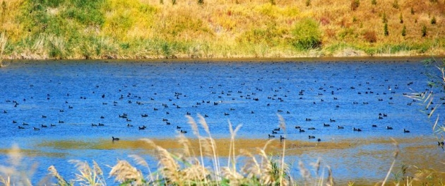 Van Gölü havzasının kuş cenneti: Bitlis 3