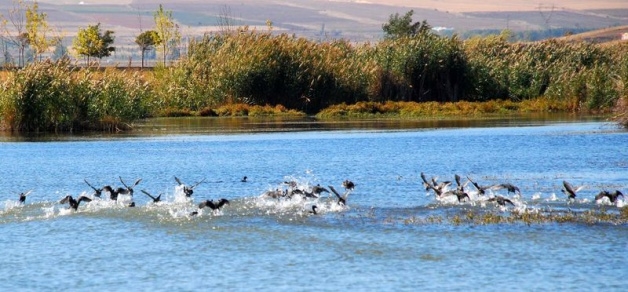 Van Gölü havzasının kuş cenneti: Bitlis 4