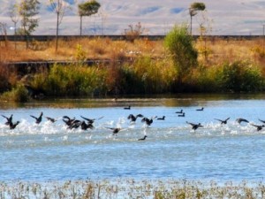 Van Gölü havzasının kuş cenneti: Bitlis