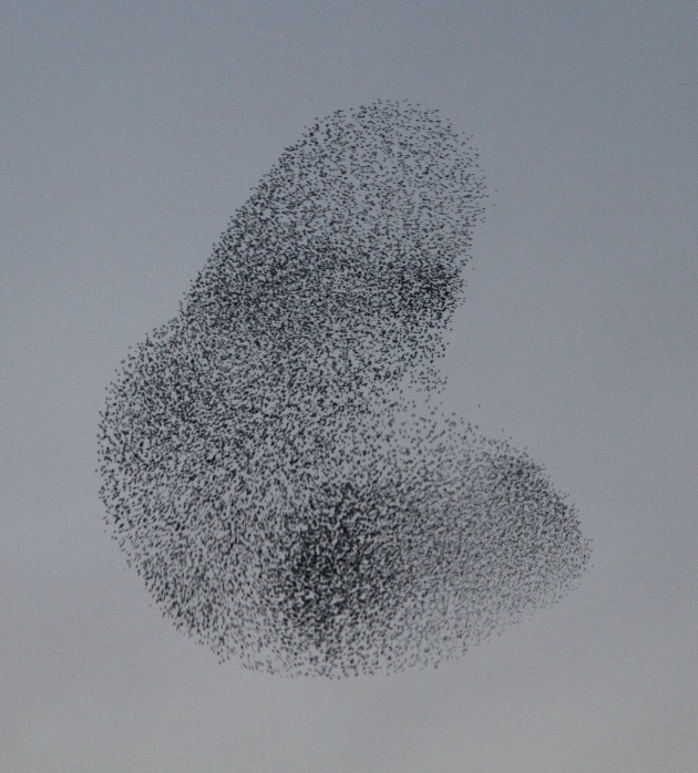 Sığırcık kuşlarının muhteşem şovu 1