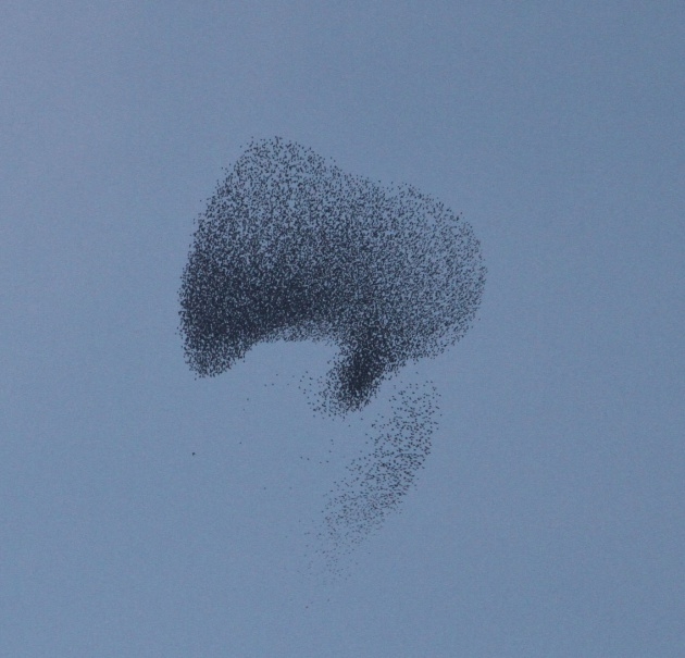 Sığırcık kuşlarının muhteşem şovu 10