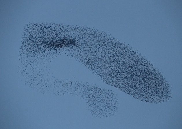 Sığırcık kuşlarının muhteşem şovu 2