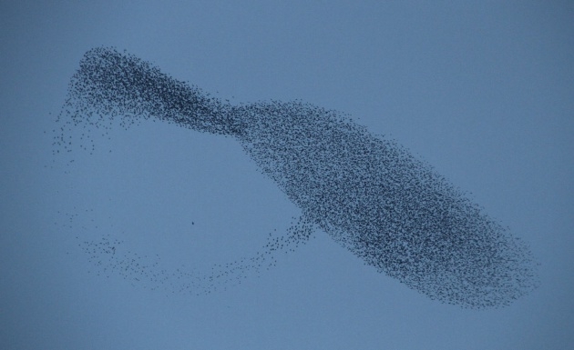 Sığırcık kuşlarının muhteşem şovu 3