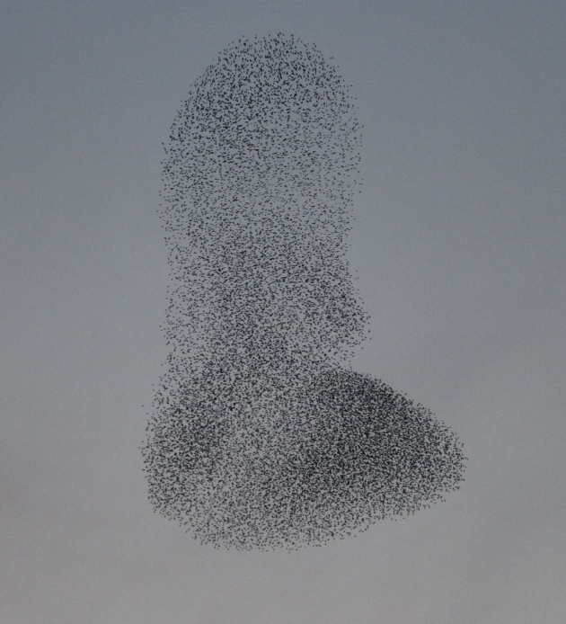 Sığırcık kuşlarının muhteşem şovu 4