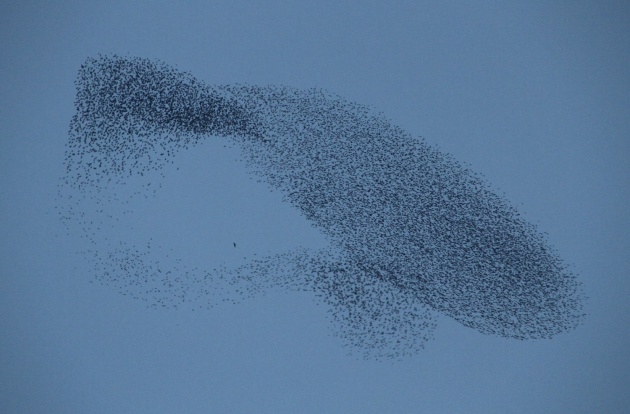 Sığırcık kuşlarının muhteşem şovu 5