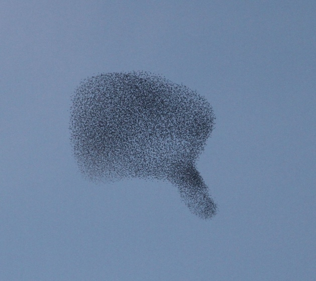 Sığırcık kuşlarının muhteşem şovu 6