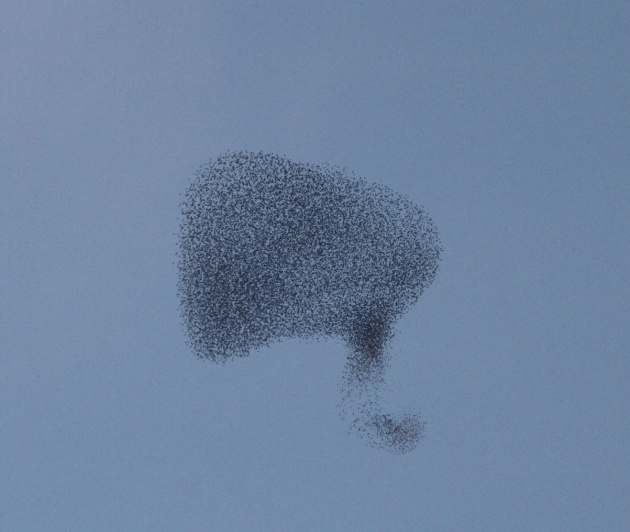 Sığırcık kuşlarının muhteşem şovu 7