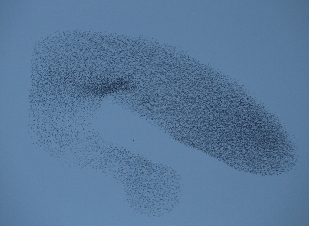 Sığırcık kuşlarının muhteşem şovu 8