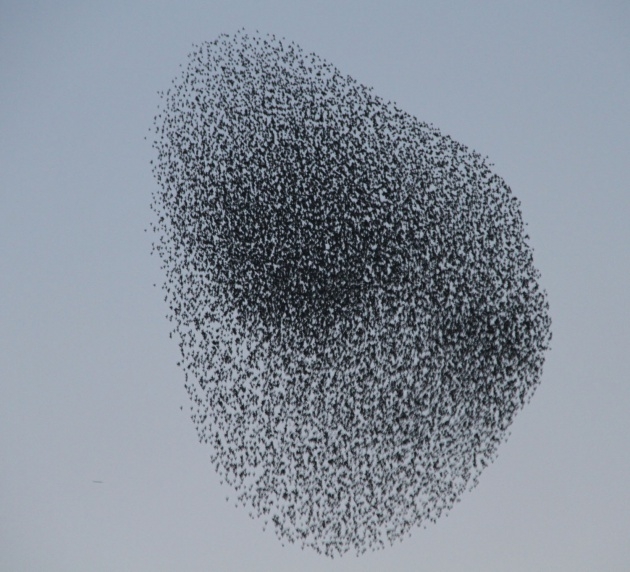 Sığırcık kuşlarının muhteşem şovu 9