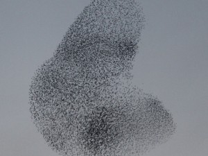 Sığırcık kuşlarının muhteşem şovu