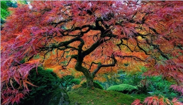 Etkileyici Japon bahçeleri 10
