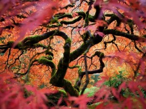 Etkileyici Japon bahçeleri