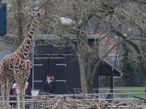 Yer yok diye aslana yem ettiler!