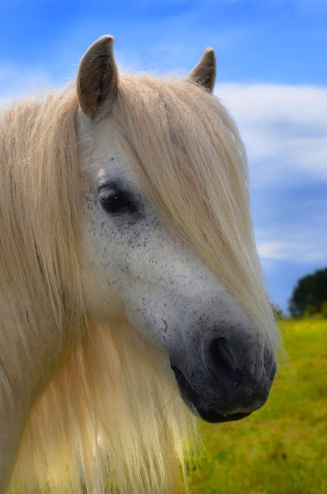 Atların kıskandıran saç modelleri 1