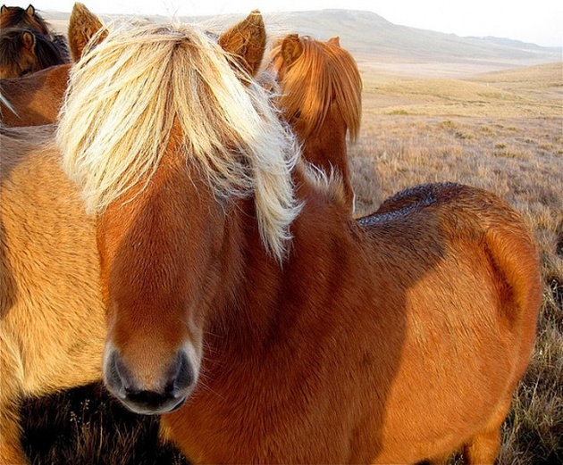 Atların kıskandıran saç modelleri 13