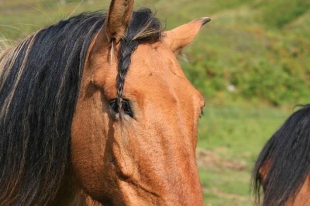 Atların kıskandıran saç modelleri 14