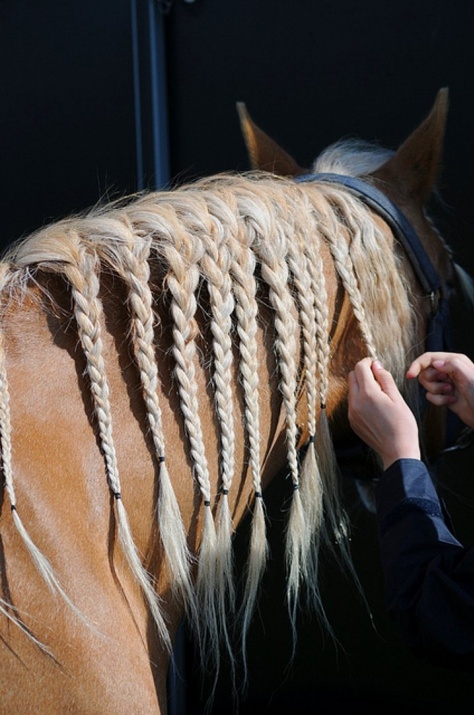 Atların kıskandıran saç modelleri 16