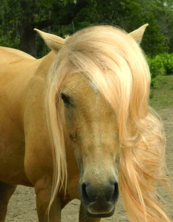 Atların kıskandıran saç modelleri 17
