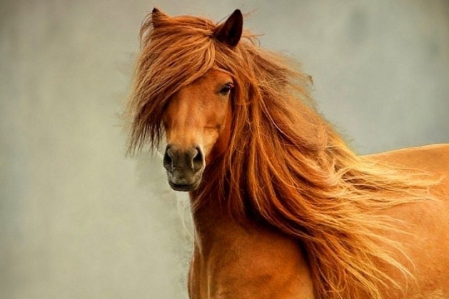 Atların kıskandıran saç modelleri 18