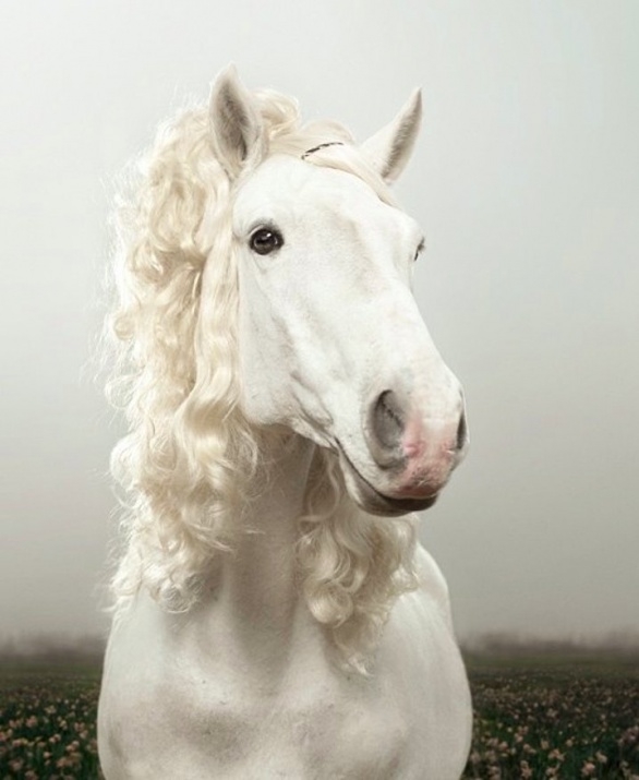 Atların kıskandıran saç modelleri 19