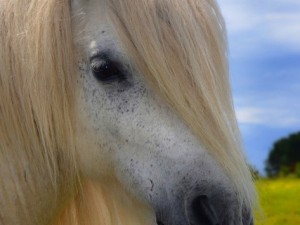 Atların kıskandıran saç modelleri