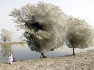 Daha önce böyle ağaç görmediniz!
