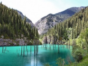 Kazakistan'ın büyüleyen batık ormanı