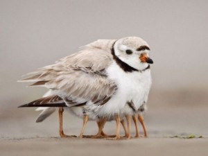 Bu fotoğraflarda bir terslik var