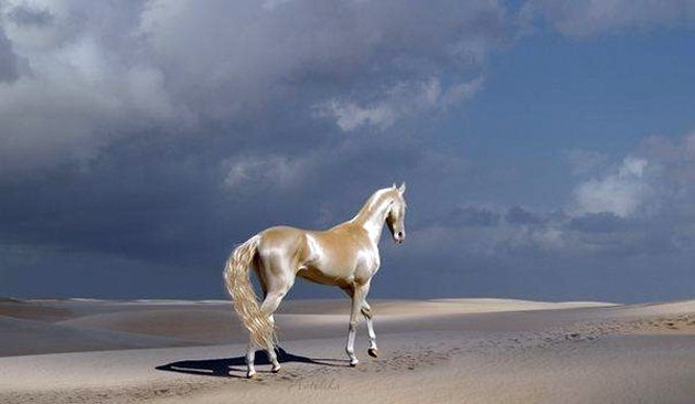 İşte dünyanın en güzel atı 1