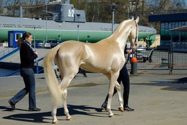İşte dünyanın en güzel atı 13
