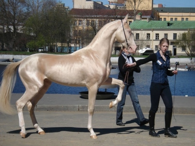İşte dünyanın en güzel atı 14