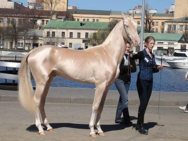 İşte dünyanın en güzel atı 15
