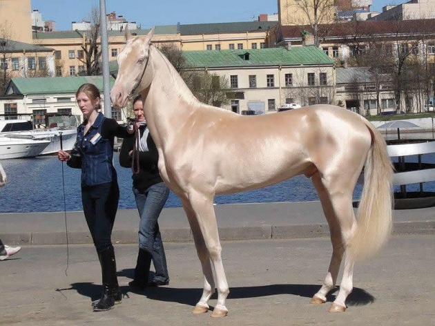 İşte dünyanın en güzel atı 16
