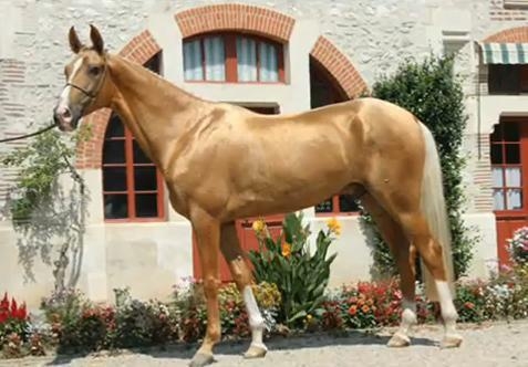 İşte dünyanın en güzel atı 3