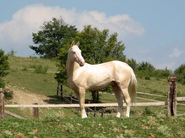 İşte dünyanın en güzel atı 6