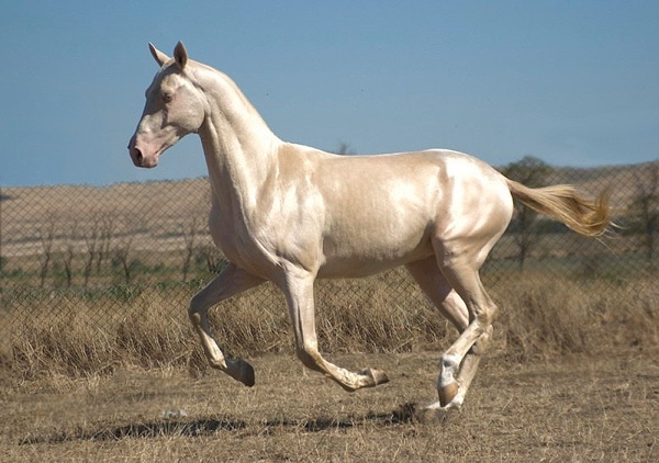 İşte dünyanın en güzel atı 9