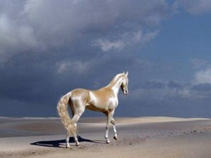 İşte dünyanın en güzel atı
