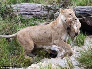Vahşi doğanın kahramanları